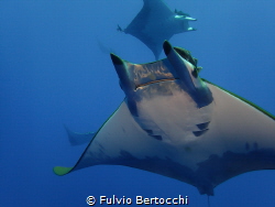 Mobula at Princess Alice Seamount by Fulvio Bertocchi 